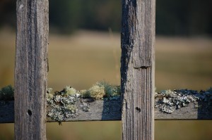 2014_FallPhotos_PeggyPaige_Most01_dsc_0841