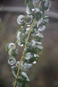 Catherine Allan_2014_Fall1_Curely_Willow