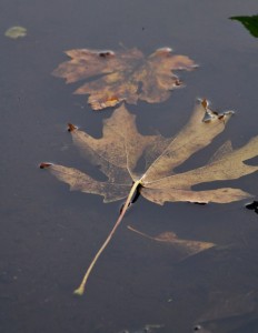 Juliet Romano_2014_Fall1