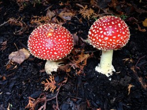 Laurie Riley_2014_Fall1