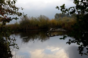 Sis Woodside_2014_Fall1