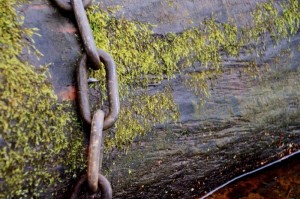 Suzy Titcomb_2014_Fall1