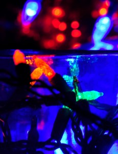 2014_121114_JulietRomano_HolidayLights02__DSC0054_Ver 2