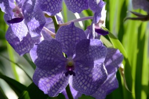 011415_02_portrait-conservatory_orig_siswoodside