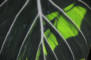 011415_05_dsc_6037_orig_siswoodside