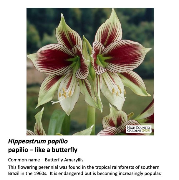 2018-2019 Hort Shorts