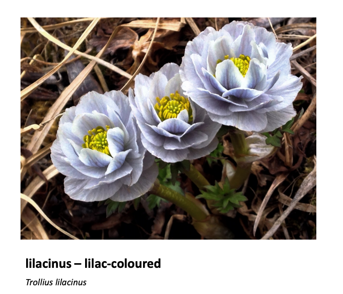 10/5/18 Latin For Gardeners Presentation, 1 & 2 by Roxanne