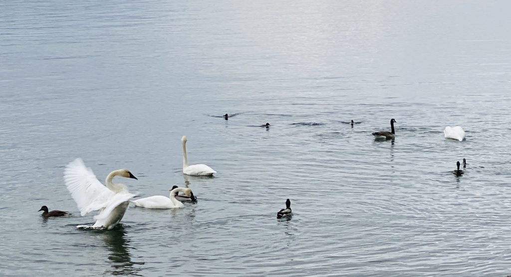 Swans, Geese And Ducks