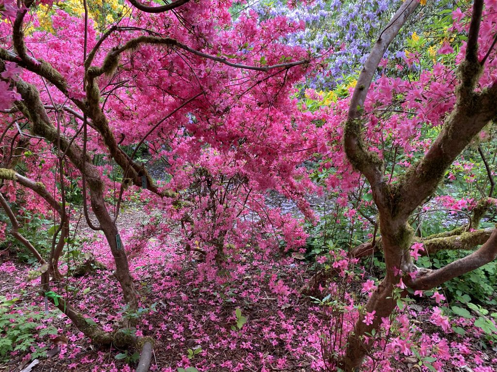 Finding beauty on Azalea Way