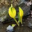 Skunk Cabbage