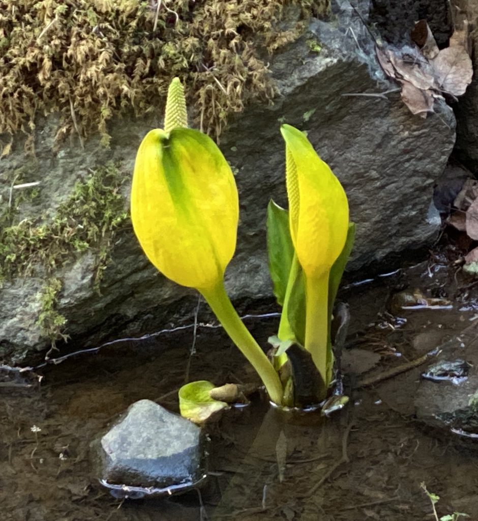 Skunk Cabbage