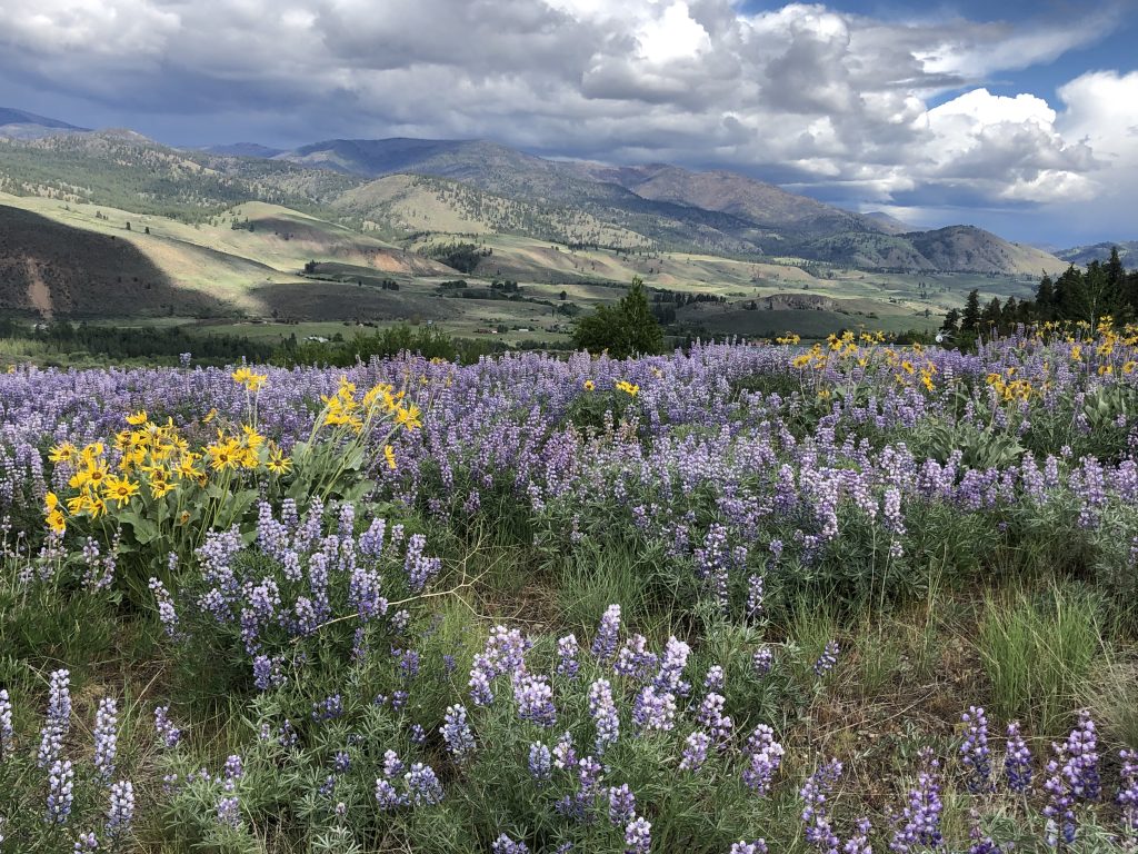 Rendezvous Lupine