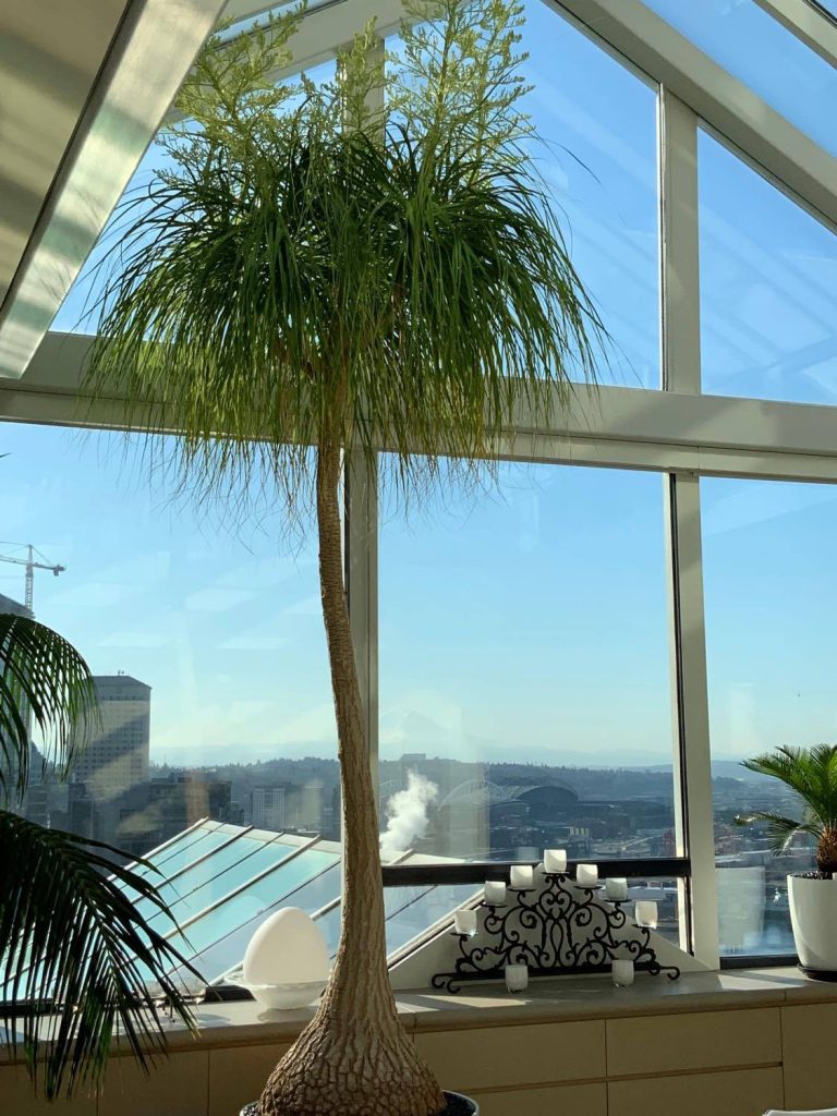 Beaucarnea recuvata (Ponytail Palm)