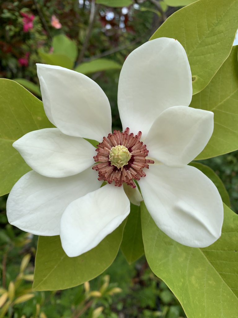 Spring Amidst a Virus