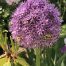 Bees feasting on a ‘Gladiator’ Allium