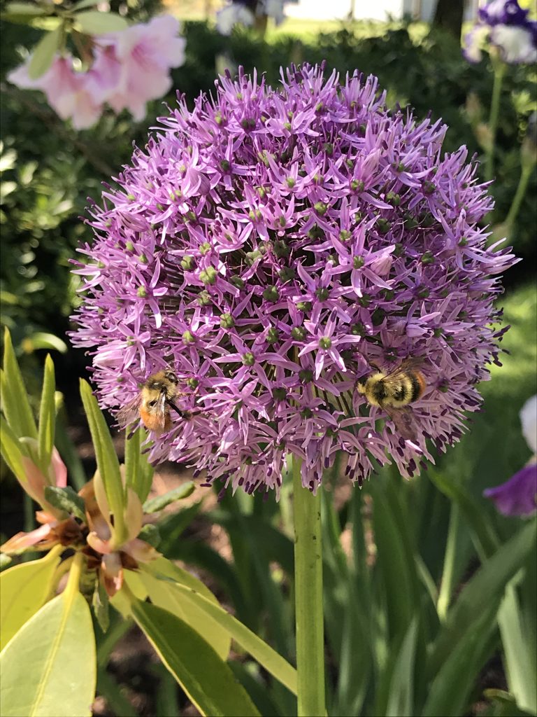 Bees feasting on a 'Gladiator' Allium