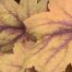 Heuchera Foliage