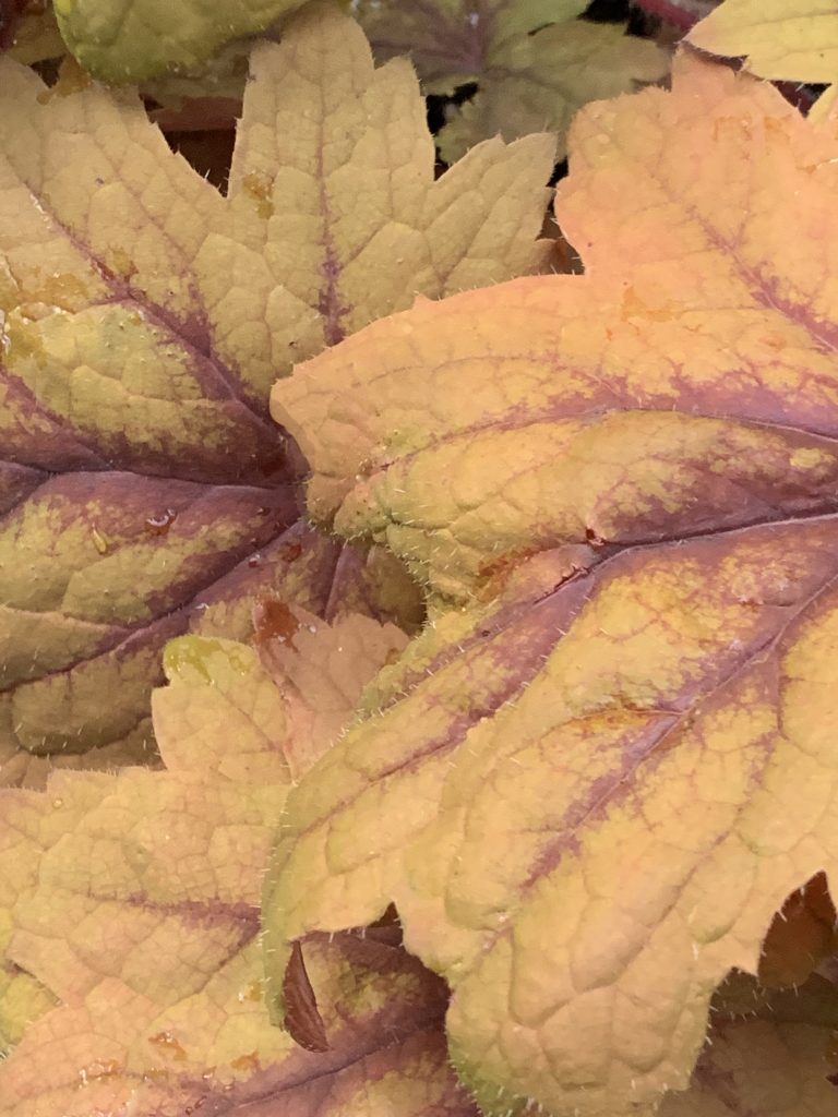 Heuchera Foliage