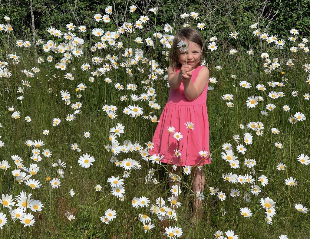 Field of daisies