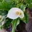 Calla Lily
