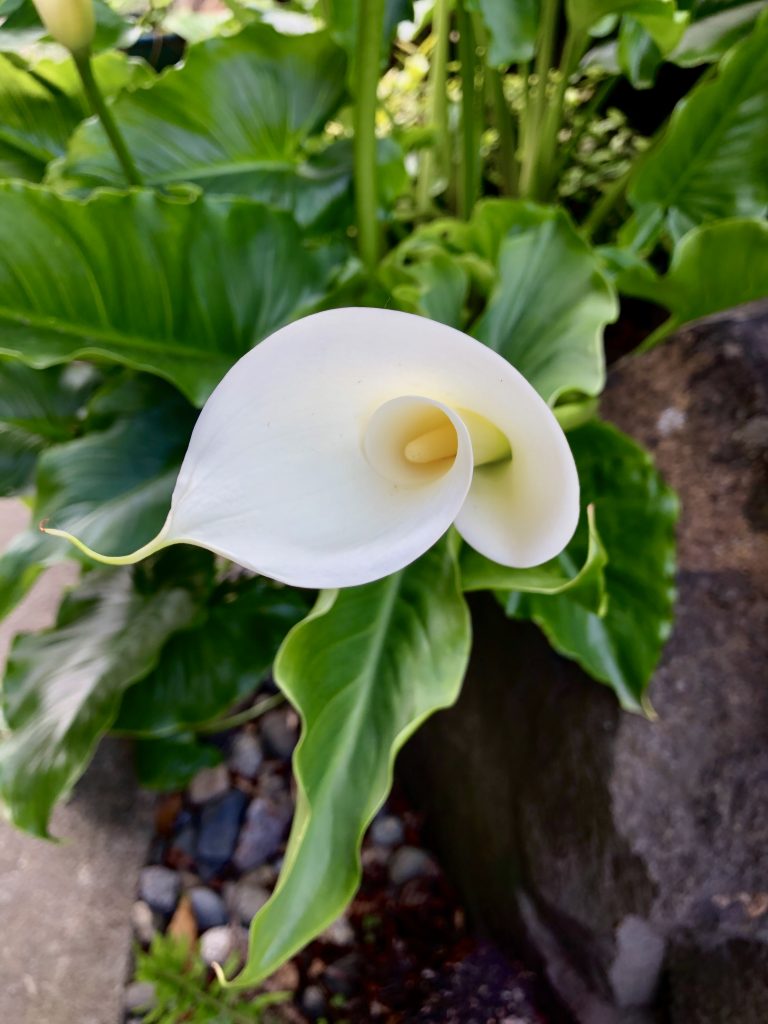 Calla Lily