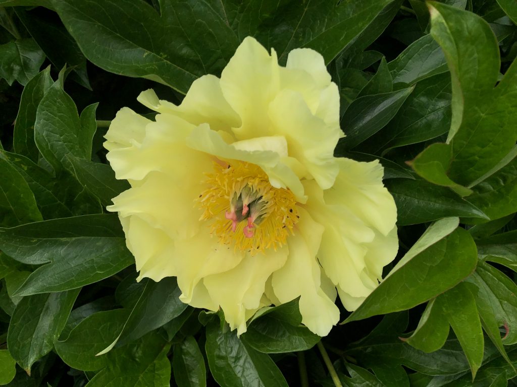 Beautiful Yellow Peony