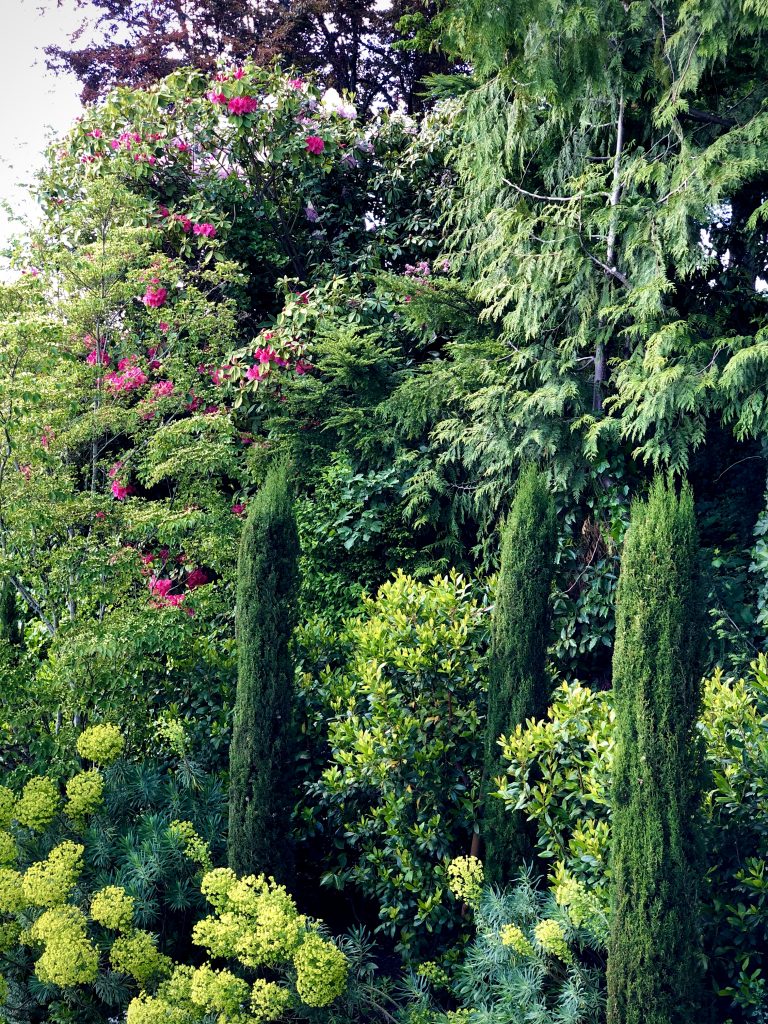 Euphorbias and Rhododendrons in my spring garden
