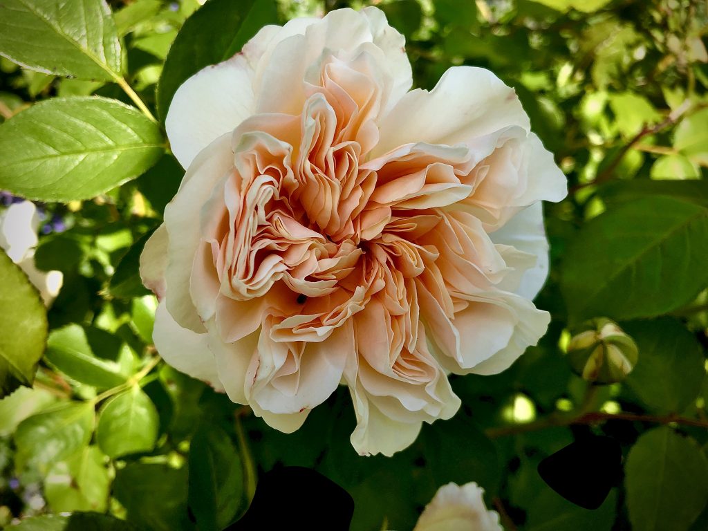 Rosa 'Litchfield Angel'
