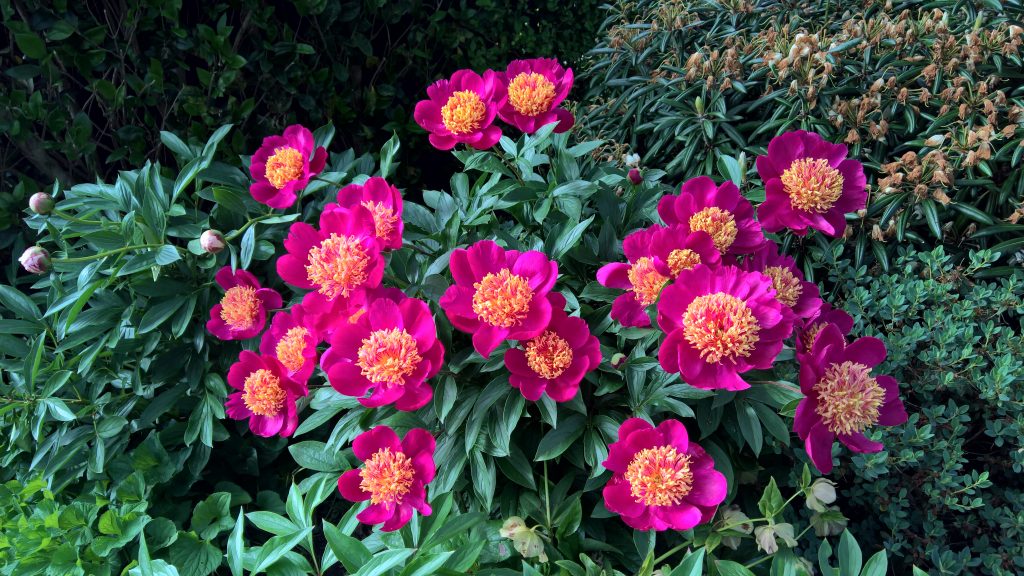 Peonies Galore