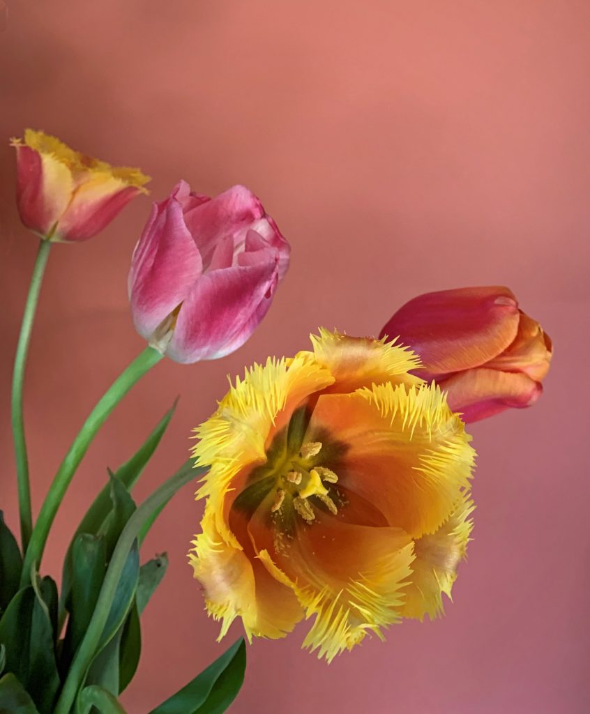 Tulips