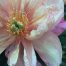 Wishing Covid Were Ephemeral Like My Peony!