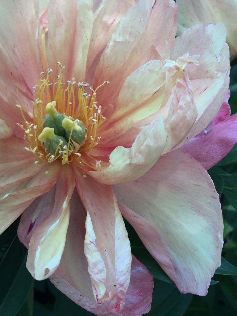 Wishing Covid Were Ephemeral Like My Peony!