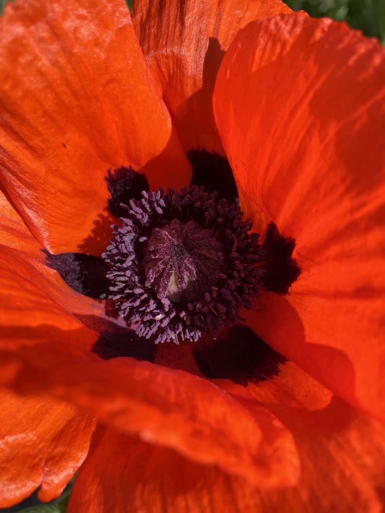 Floral design from Fay’s garden