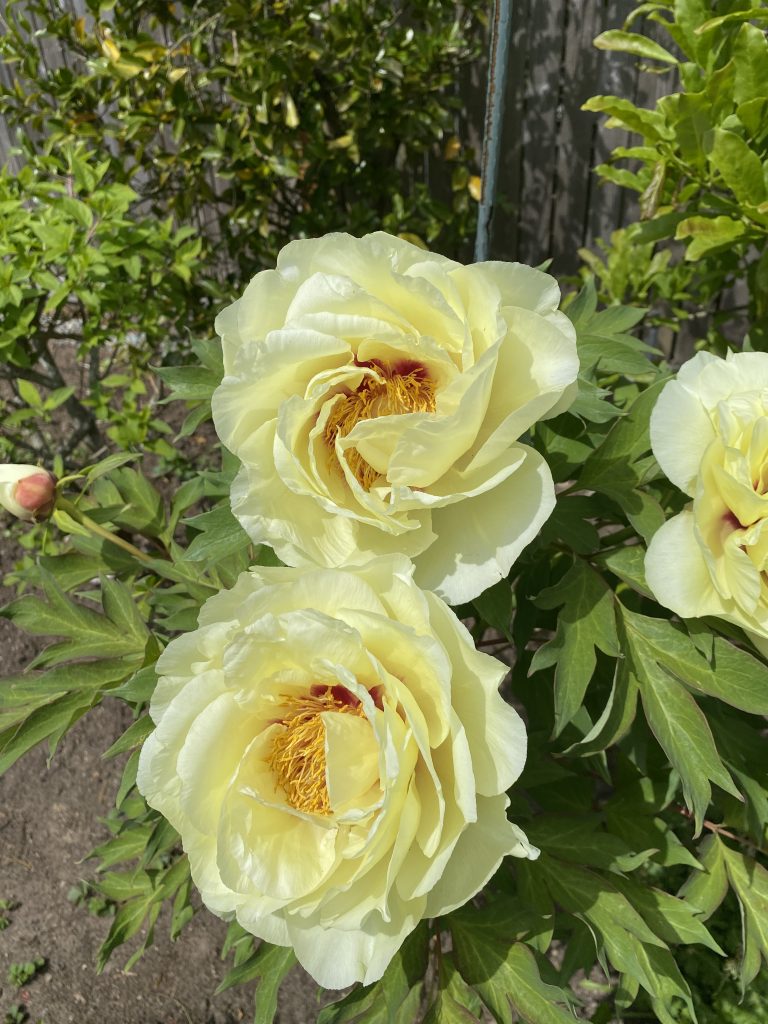 May happiness in the garden