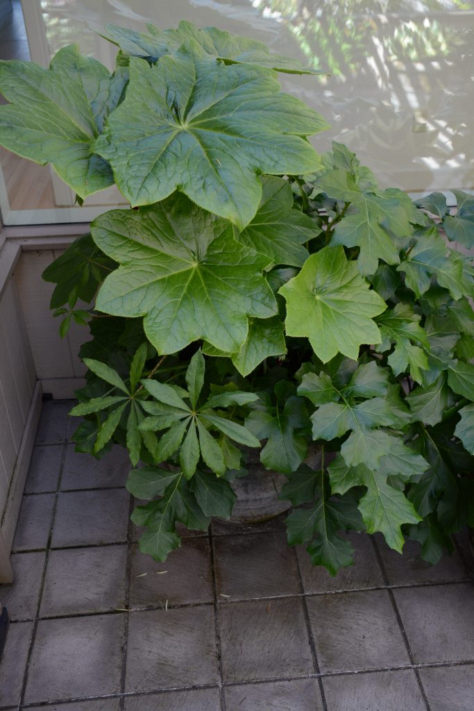 Proud plant/top and from the side