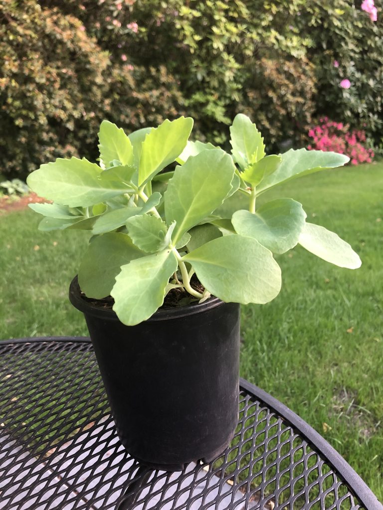Softwood cutting of Autumn Joy Stonecrop Sedum