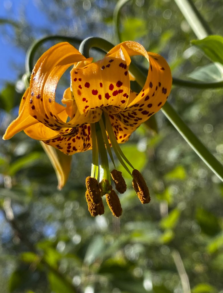 Native Tiger Lily on our property Icicle Canyon