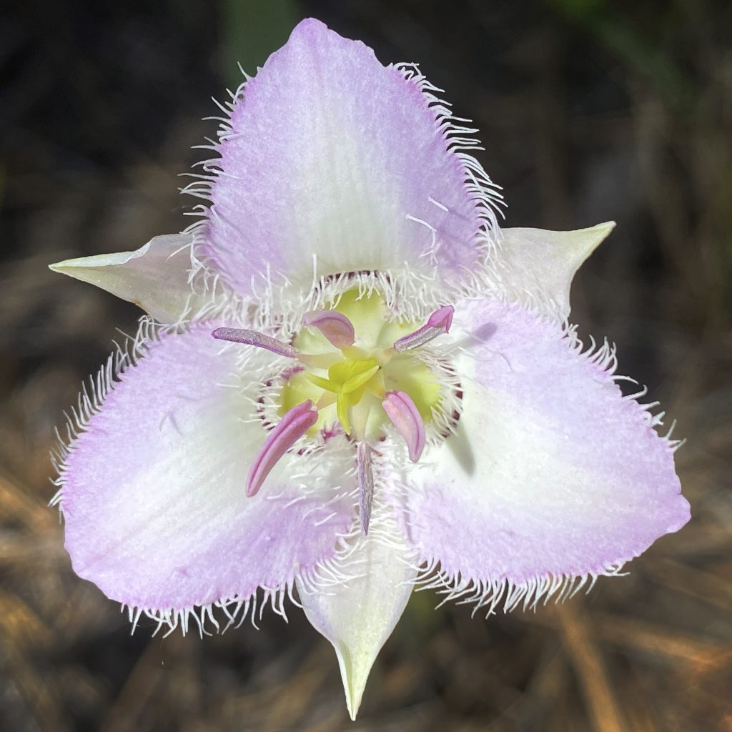 Lyall's mariposa lily