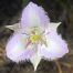 Lyall’s mariposa lily