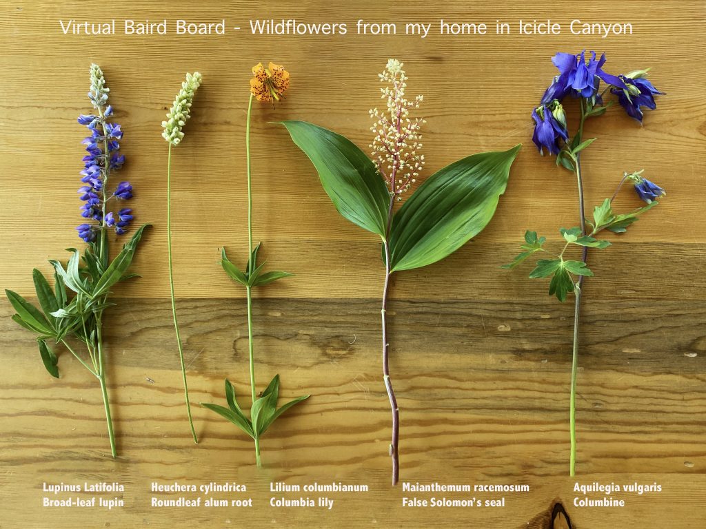 Virtual Baird Board 1