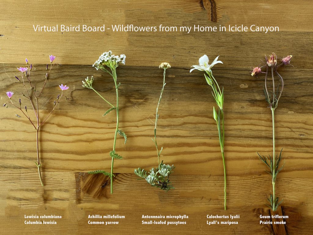 Virtual Baird Board 2