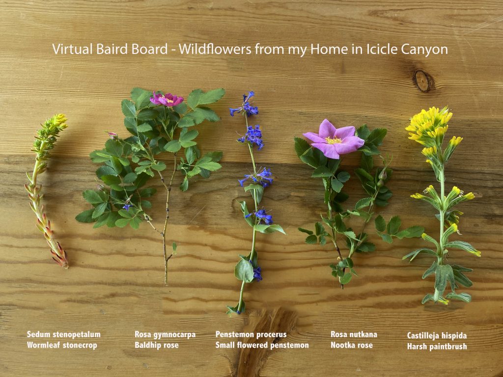 Virtual Baird Board 3