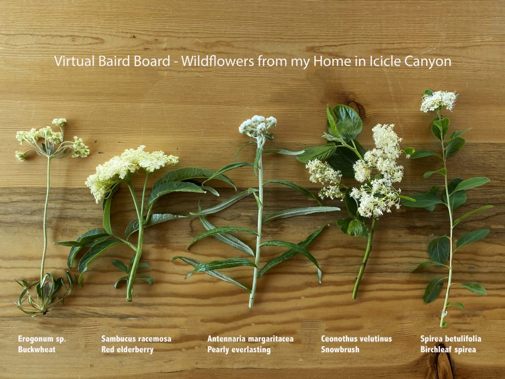 Virtual Baird Board 4