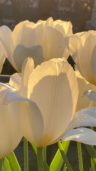 VIDEO - Dancing With The Light