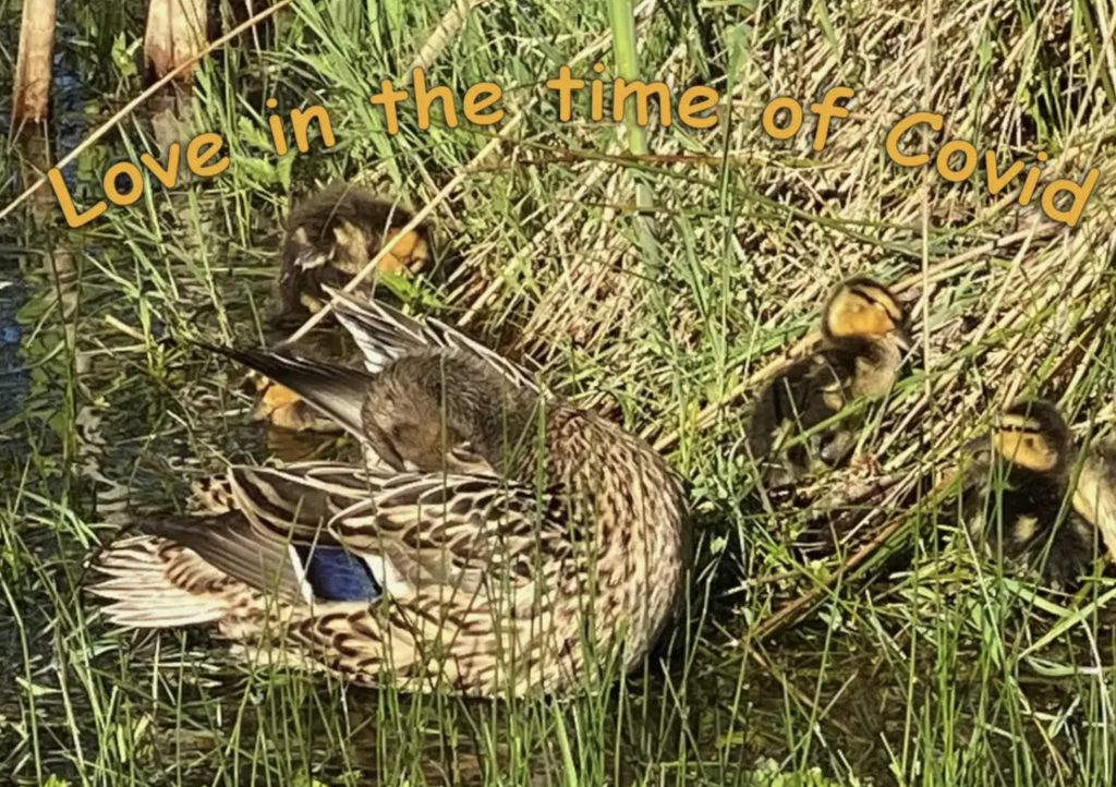 VIDEO - Love in the time of Covid