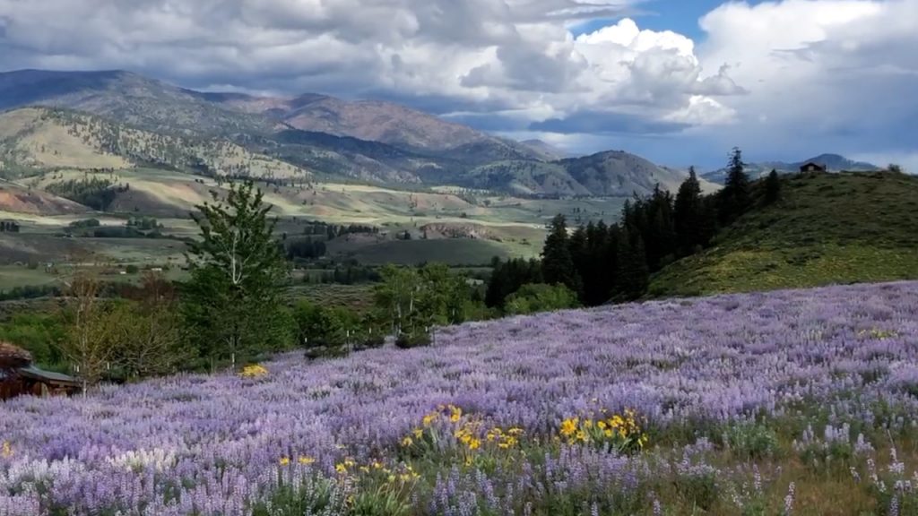 VIDEO - Lupine on the Rendezvous