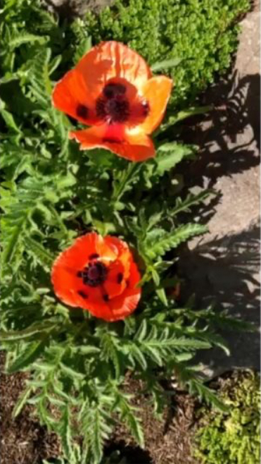 Fragile Flower Firm Rock