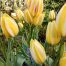 Yellow Striped Tulips