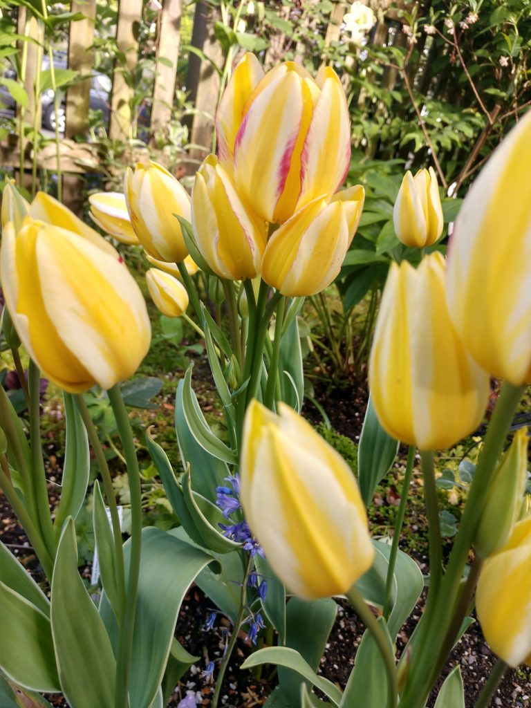 Yellow Striped Tulips