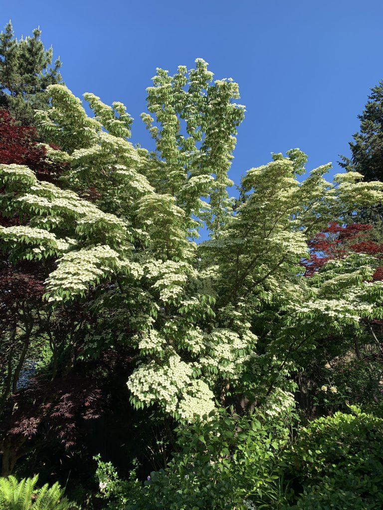 Spring in full bloom